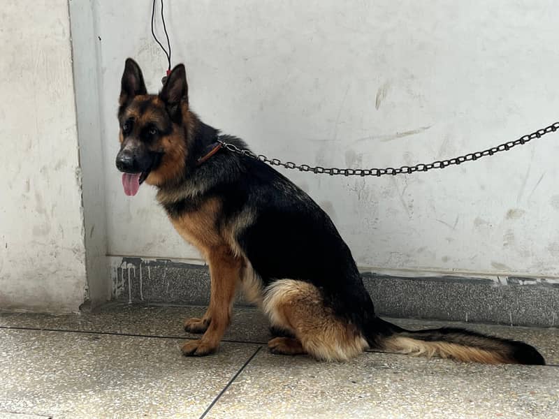STOK DOUBLE COD GERMAN SHEPHERD 2