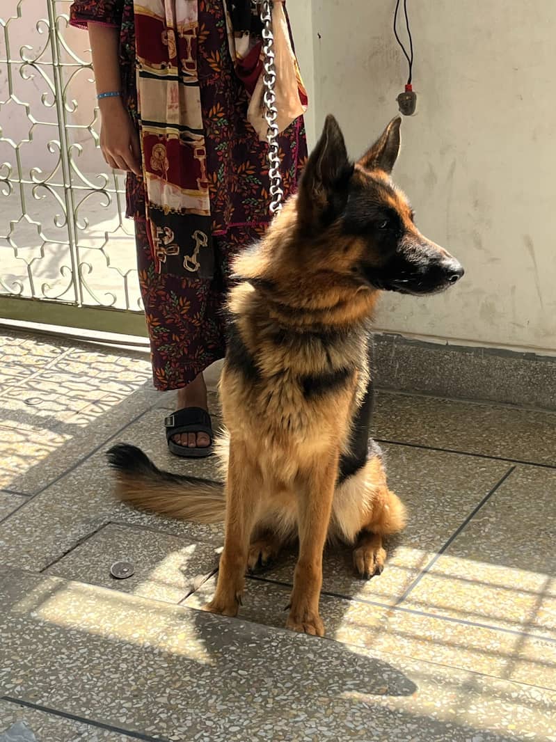 STOK DOUBLE COD GERMAN SHEPHERD 3