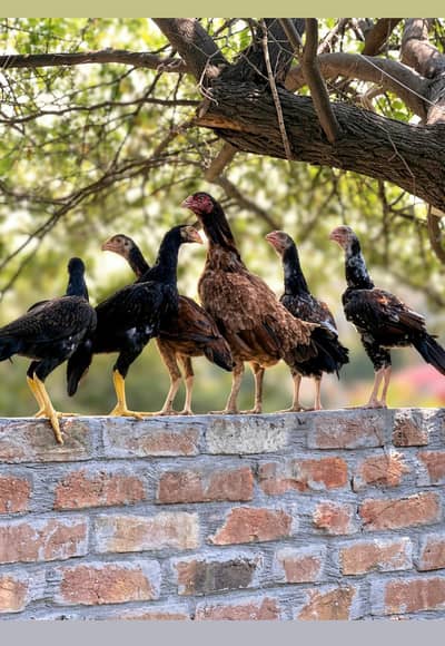 Pure Aseel Hens & Rooster with Chicks for Sale