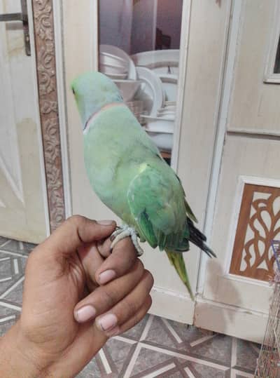 ring neck and pahari tota bht acha bolte hen