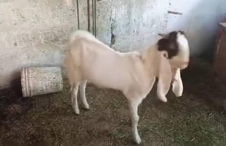 Gulabi kamori bakra