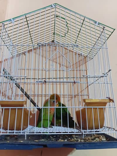 Love Birds ( perrot