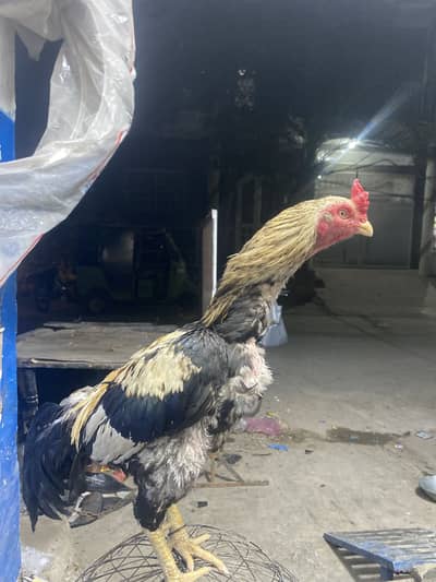 Aseel kili tajaa mianwalii jawa for sale in rawalpin