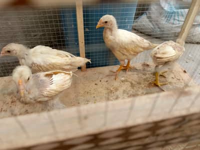 heera aseel chicks 4 available