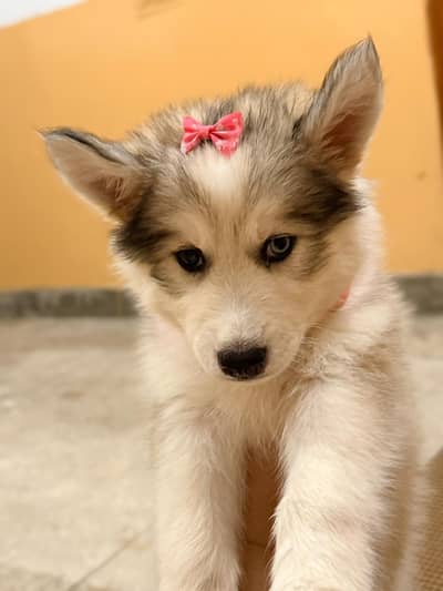 Husky for sale