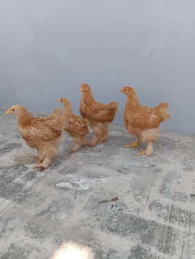 Golden Heavy Buff Cochin