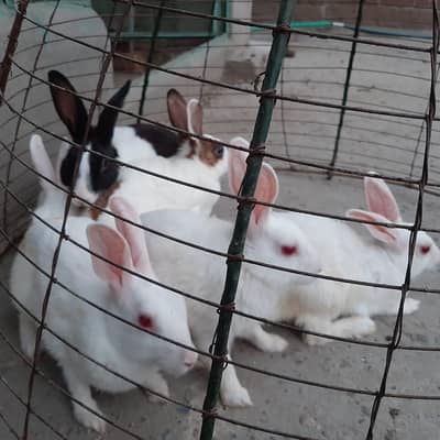 Pure Red Eyes Rabbit