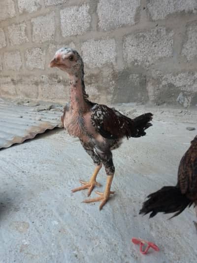 selling aseel females and chicks