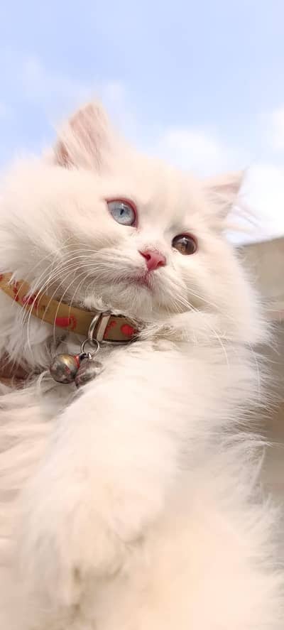 Persian Kitten odd eye