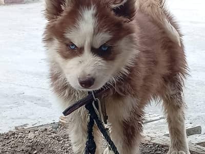 Siberian copper coat blue eyed male