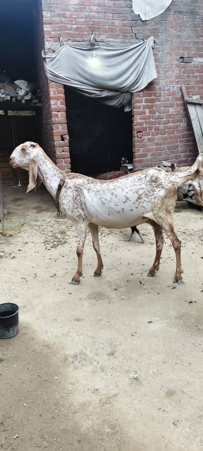 pure makhi cheni