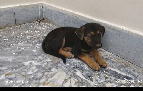 German shepherd puppy