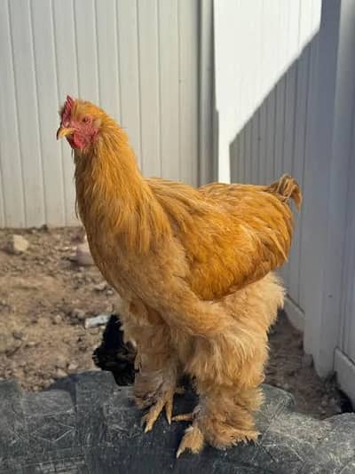 Golden Heavy Buff Male for sale | Healthy and Active