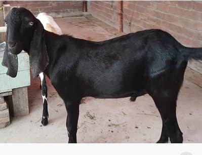 bakra for sale