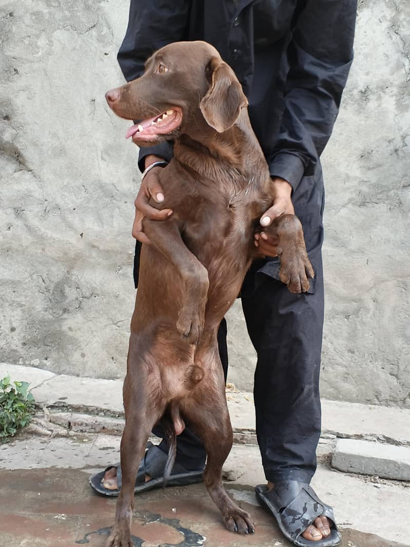 CHOCOLATE LAB 0