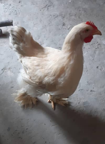 White Heavy Buff