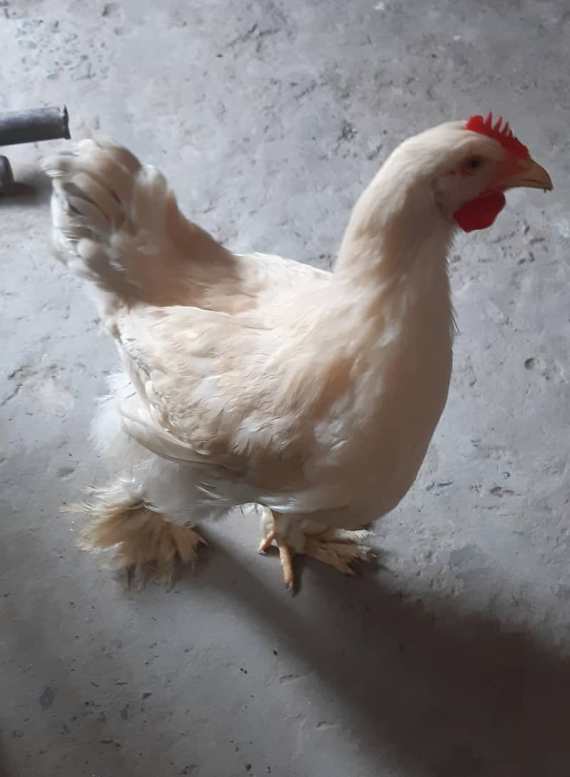 White Heavy Buff 0