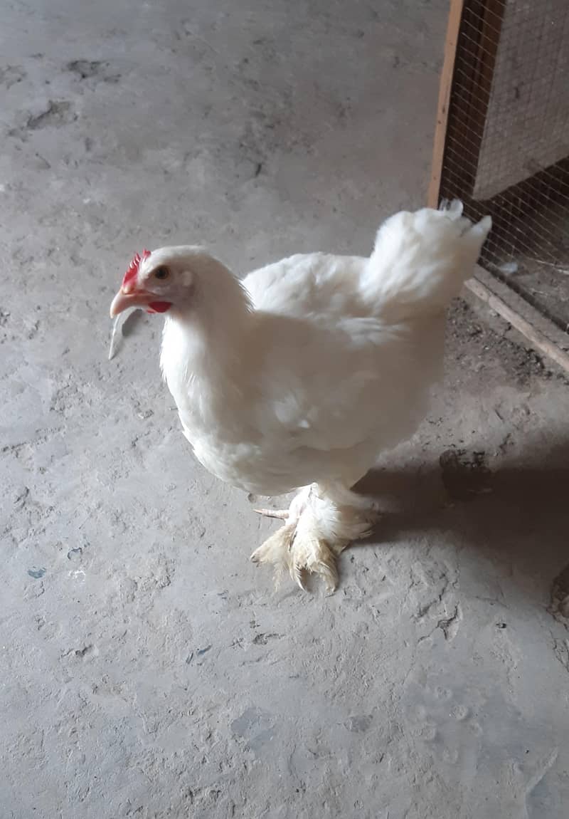 White Heavy Buff 3