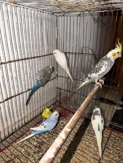 Semi Tamed Australian Budgies+ Handtamed Cocktail For Sale