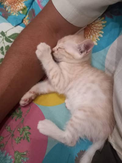 semi persion