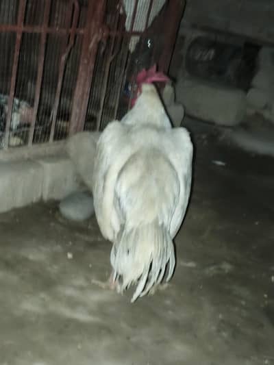 White noke nalli may Hain. . .