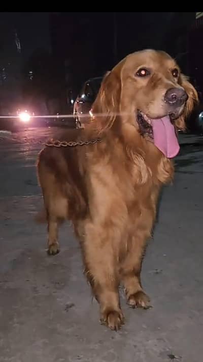 top class pedigree male looking for new home 03475981324