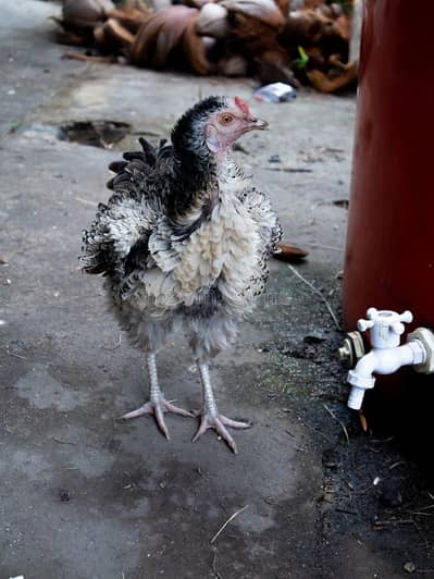 FRIZZLED CHICKENS