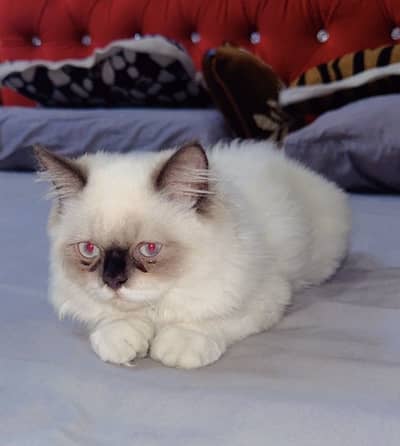 Cat for sale