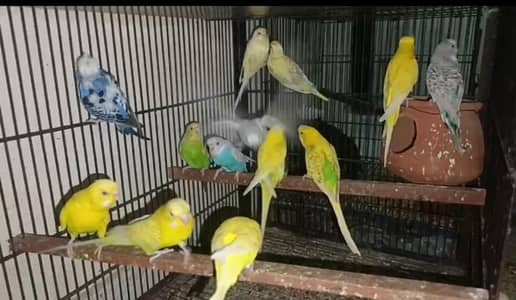 Astrilan breeder pair sale