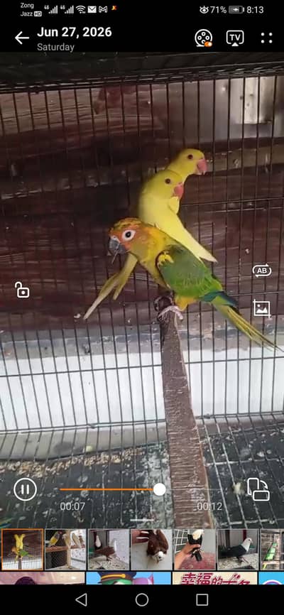 yellow regneck suncnor pair