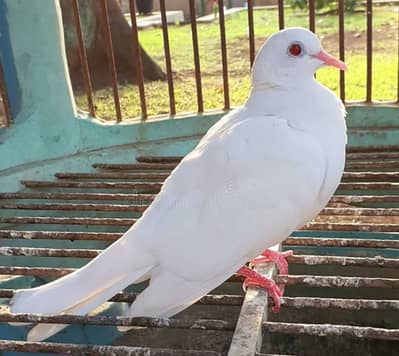 white red eyes pigeon