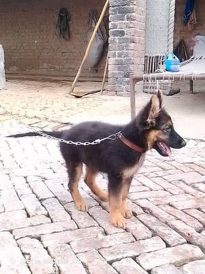german shepherd puppy 3 month male