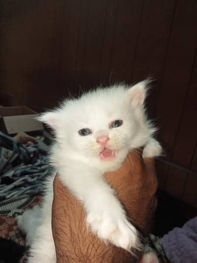 kitten Persian