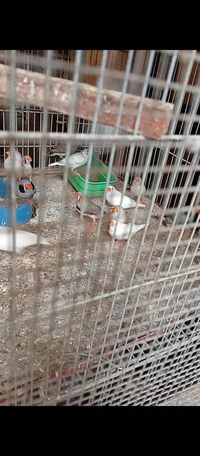mashallah finch breeder Nd Yang pair available