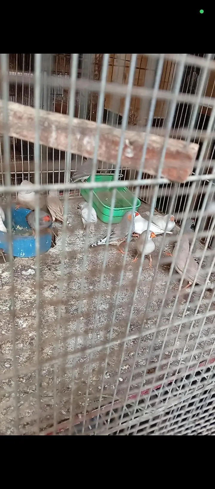 mashallah finch breeder Nd Yang pair available — photo 2