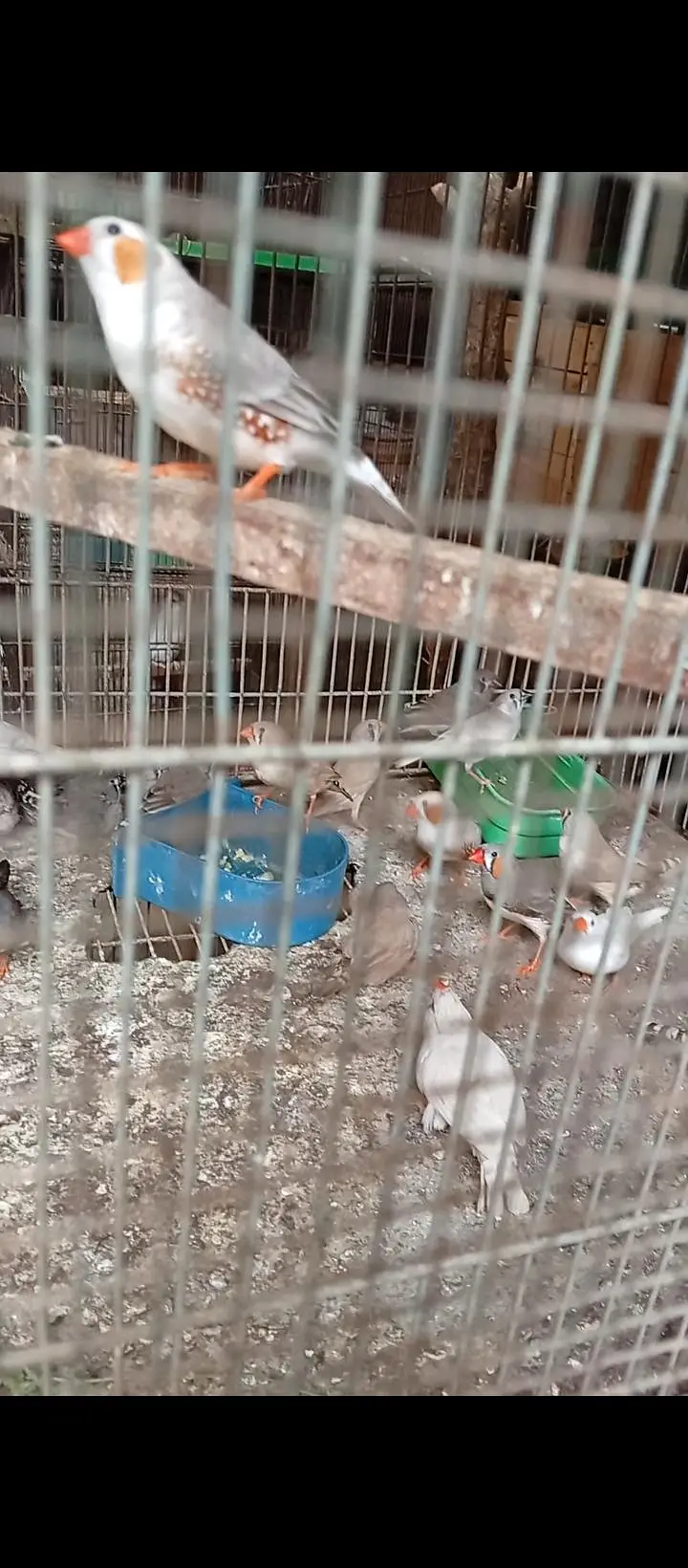 mashallah finch breeder Nd Yang pair available — photo 3