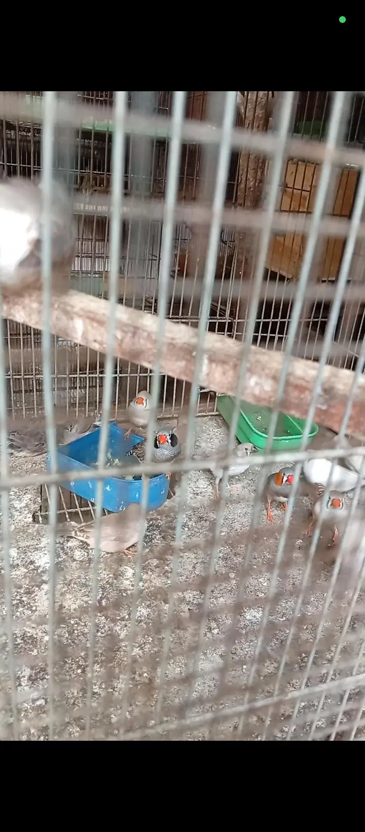 mashallah finch breeder Nd Yang pair available — photo 4