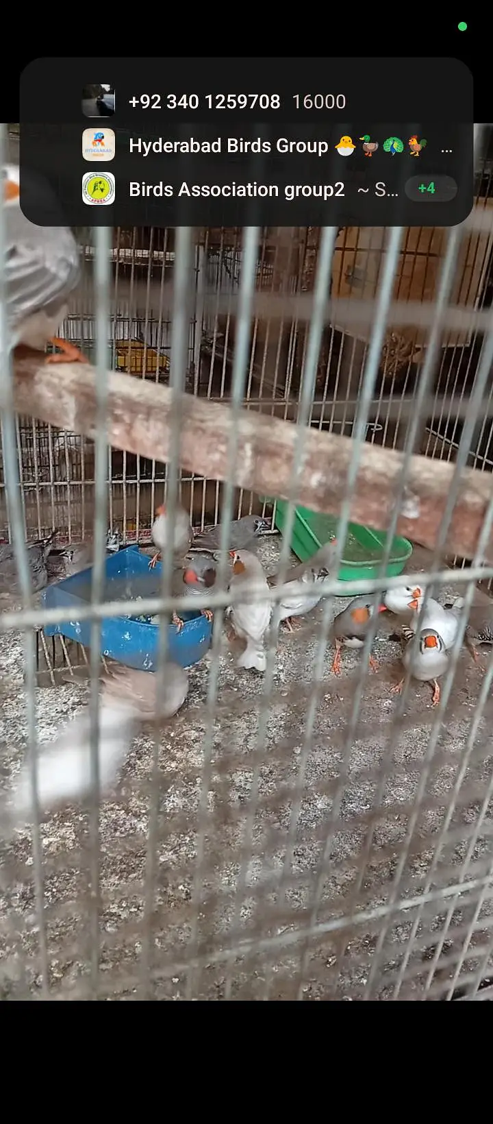 mashallah finch breeder Nd Yang pair available — photo 5
