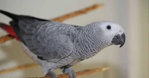 African grey parrot