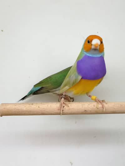 LADY GOULDIAN GOLDIAN EXHIBITION FINCH PAIR
