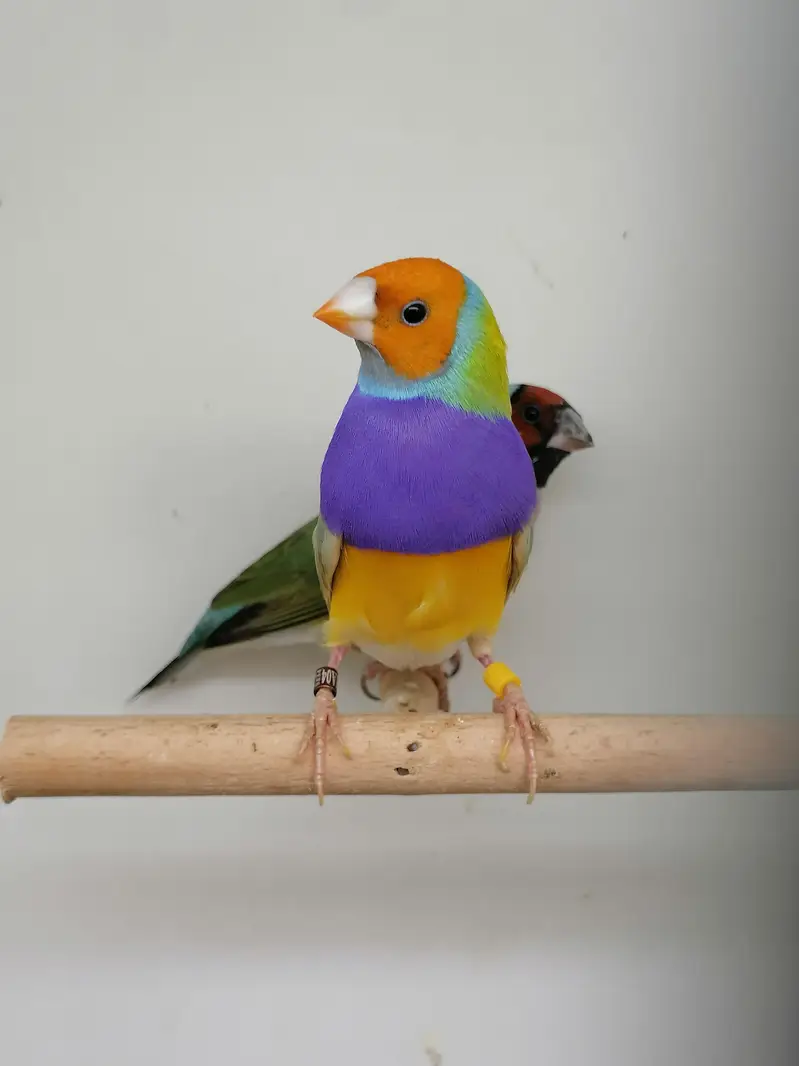 LADY GOULDIAN GOLDIAN EXHIBITION FINCH PAIR — photo 2