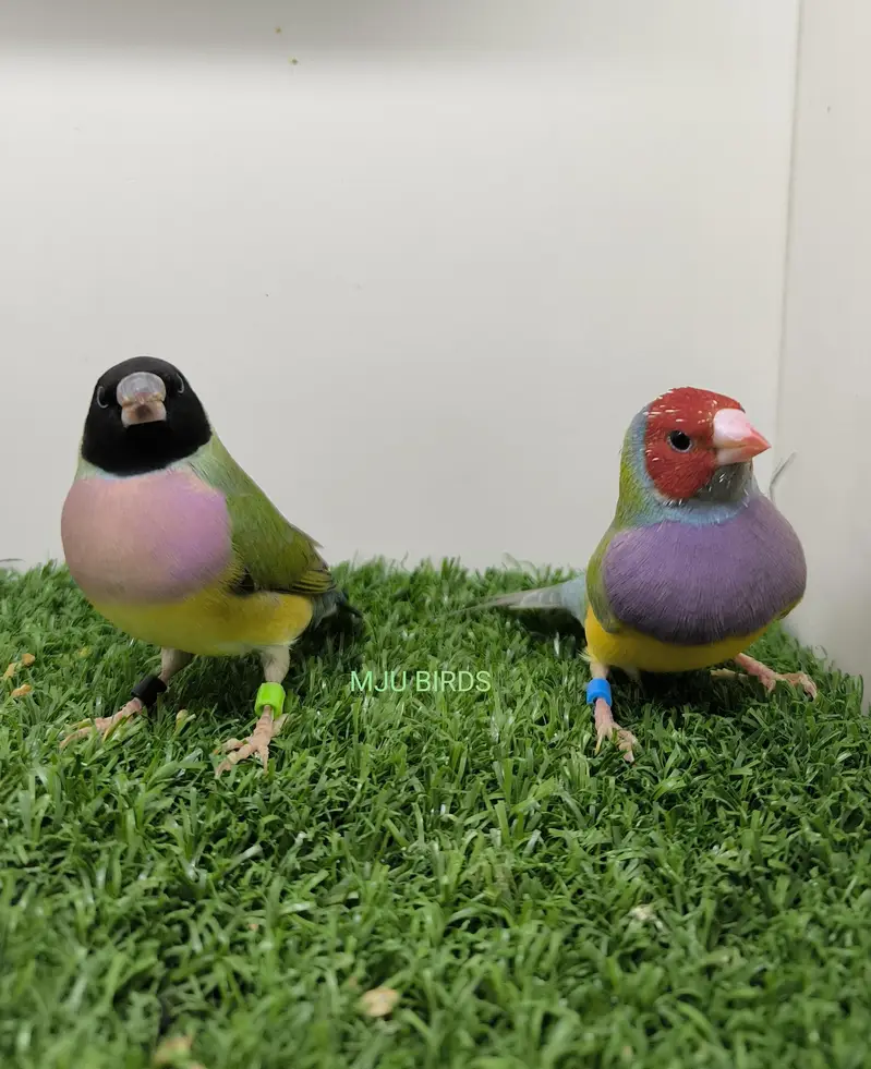 LADY GOULDIAN GOLDIAN EXHIBITION FINCH PAIR — photo 4