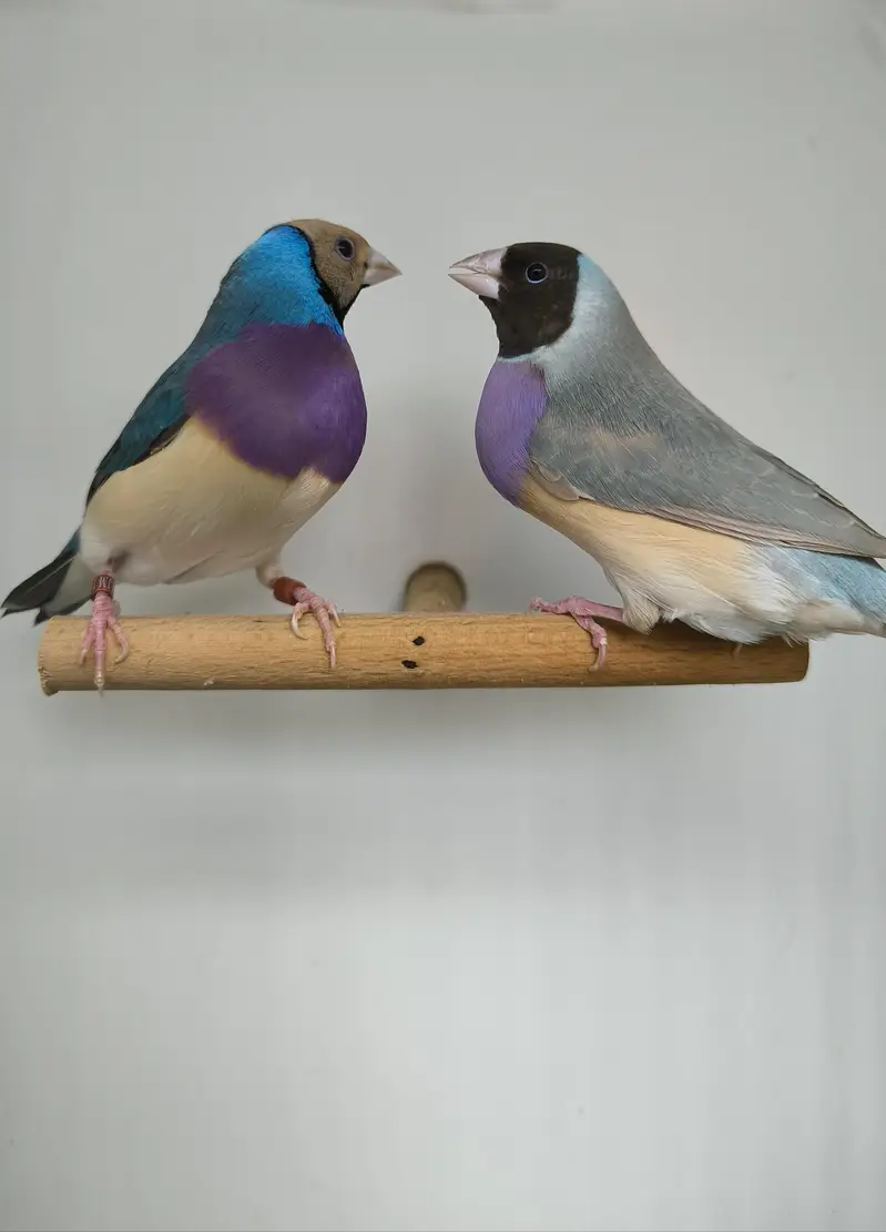 LADY GOULDIAN GOLDIAN EXHIBITION FINCH PAIR — photo 10