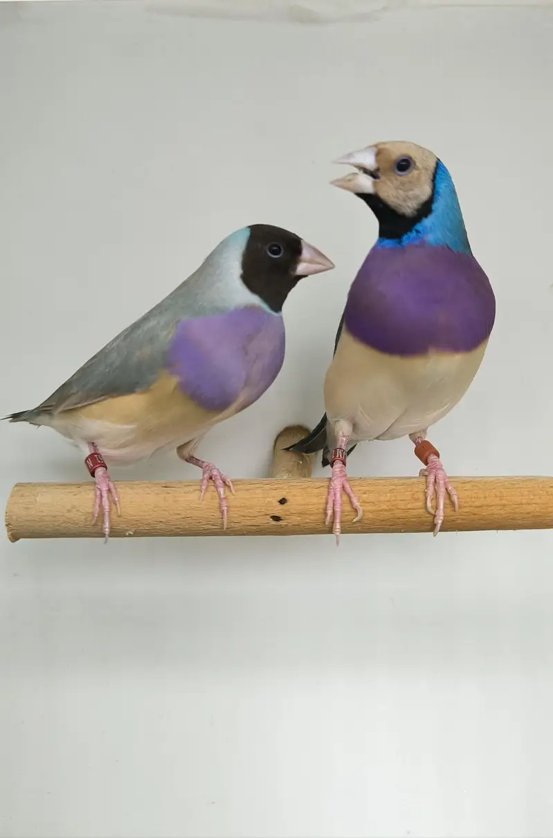 LADY GOULDIAN GOLDIAN EXHIBITION FINCH PAIR — photo 11