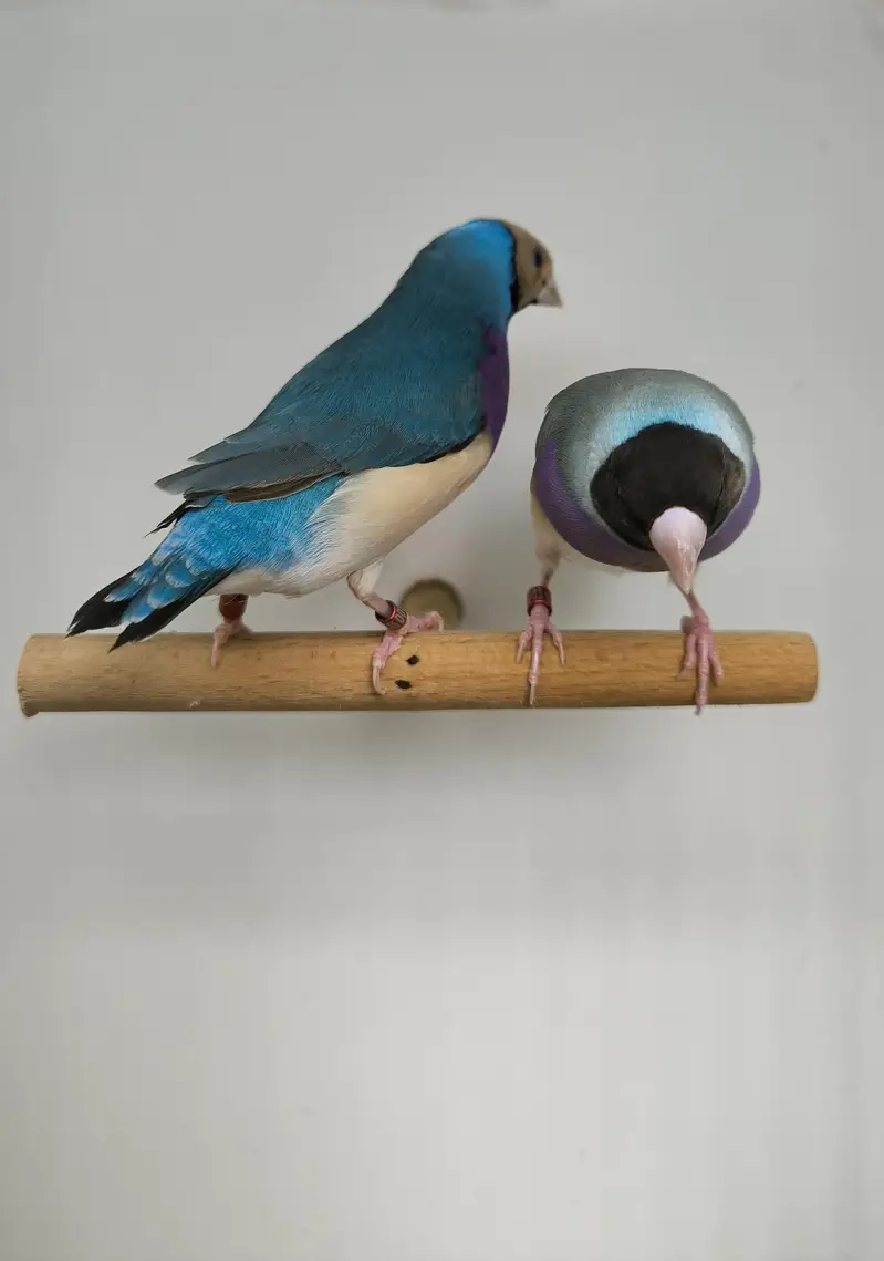 LADY GOULDIAN GOLDIAN EXHIBITION FINCH PAIR — photo 12