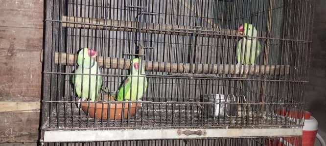 Parrots for sell
