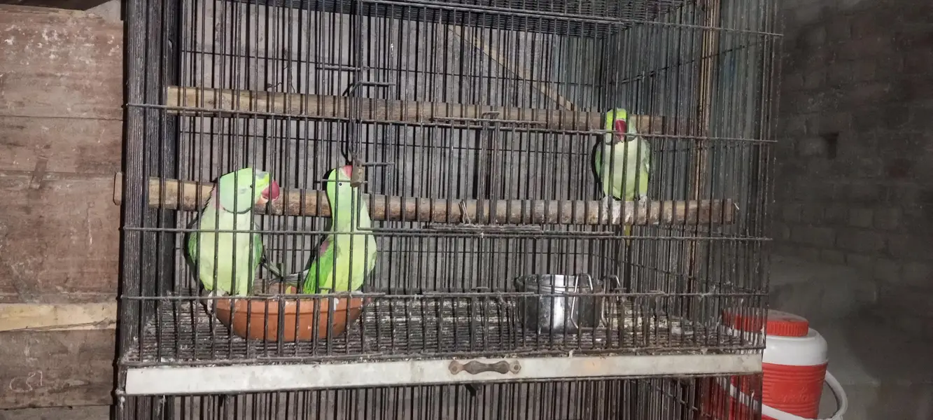 Parrots for sell — photo 2