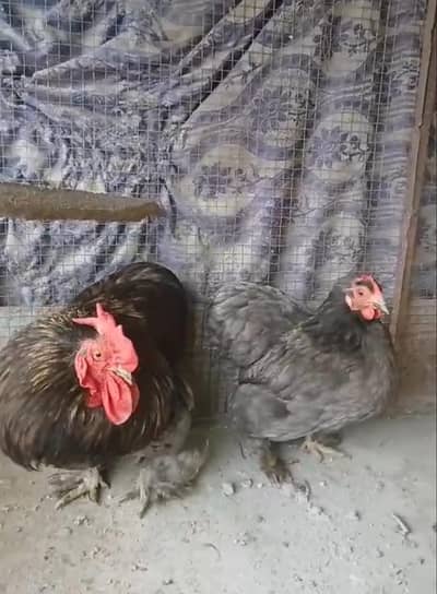 Mashallah Rare Blue /Black  buff Breeder pair