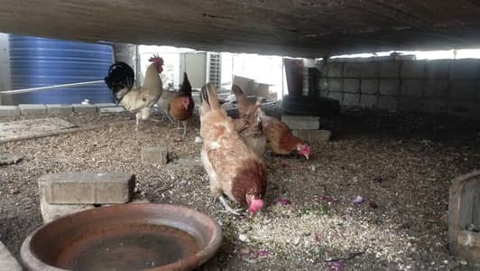 Golden Misri Murgha Murghiyan for Sale | 5 Anda Dene Wali + 1 Murgha