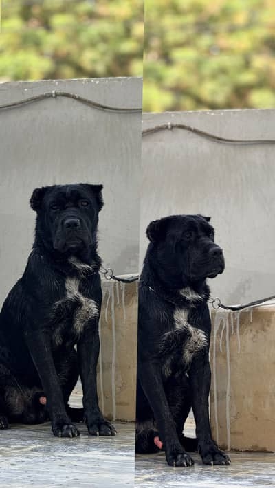 Cane corso 6month male puppy